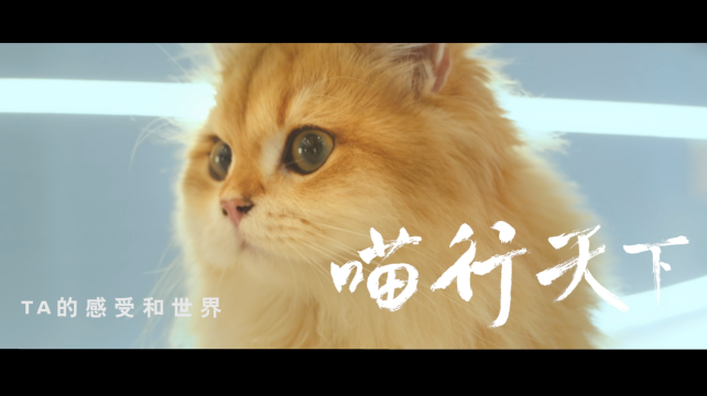 喵行天下，與NI解鎖新體驗(yàn)